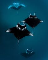 Seaside Finolhu Baa Atoll Maldives, a Member of Design Hotels