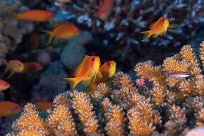 Seaside Finolhu Baa Atoll Maldives, a Member of Design Hotels