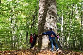 The Owl's Perch (5 inch clearance needed)