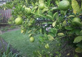 Franchise Guest House