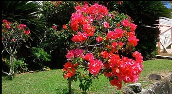 Bougainvillea Apartments