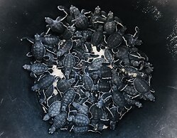 The Reef Dive Resort