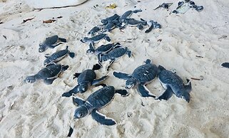 The Reef Dive Resort