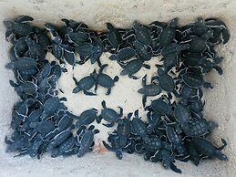 The Reef Dive Resort