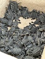 The Reef Dive Resort