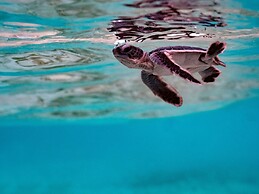 The Reef Dive Resort