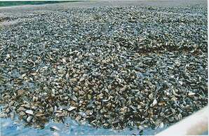 Millyard Recreation Riverfront Cottages