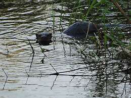 Shakti Cove Cottages