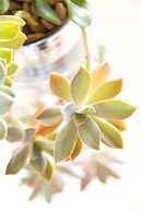 Four Palms Accommodation