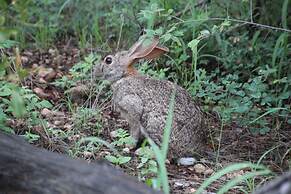 Baluleni Safari Lodge