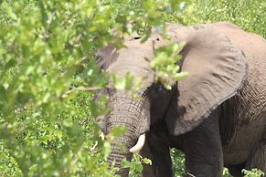 Baluleni Safari Lodge