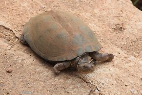 Baluleni Safari Lodge