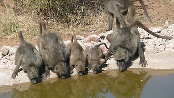 Baluleni Safari Lodge