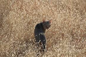 Baluleni Safari Lodge