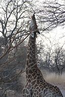 Baluleni Safari Lodge