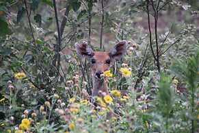 Baluleni Safari Lodge