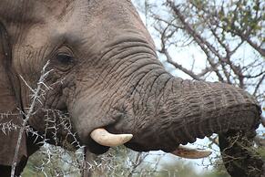 Baluleni Safari Lodge