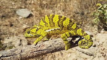 Baluleni Safari Lodge