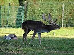 Haras des Chartreux