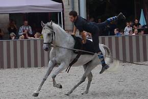 Haras des Chartreux