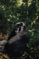 Silverback Lodge