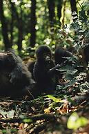 Silverback Lodge