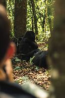 Silverback Lodge