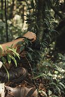 Silverback Lodge