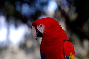 Petit Hotel Es Figueral