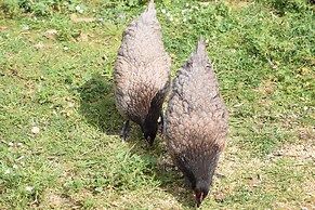 Petit Hotel Es Figueral