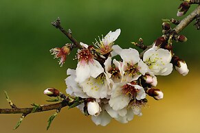 Petit Hotel Es Figueral