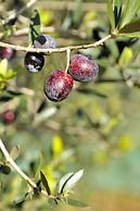 Petit Hotel Es Figueral