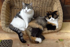 Petit Hotel Es Figueral