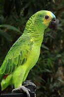 Petit Hotel Es Figueral