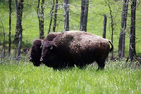 Early American Motel