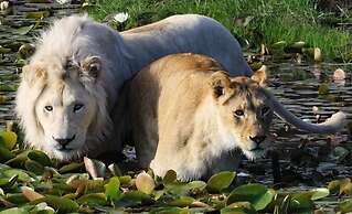 Moon Shine on Whiskey Creek