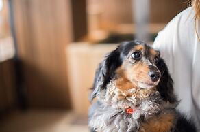 Karuizawa Marriott Hotel