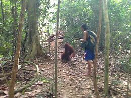 Indra Valley Inn Bukit Lawang