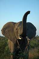 Ngama Tented Safari Lodge