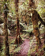 Los Quetzales Ecolodge & Spa