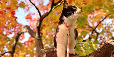 Otarunai Backpackers' Hostel MorinoKi