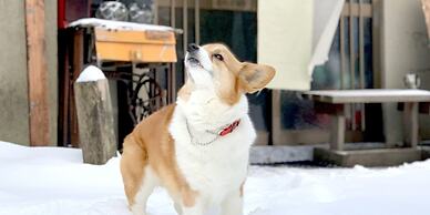 Otarunai Backpackers' Hostel MorinoKi