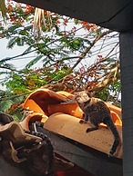 Pousada Flora Búzios