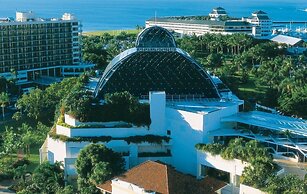 Cairns City Palms