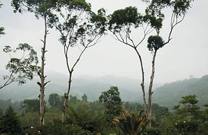 Hatale Tea Garden Bungalow