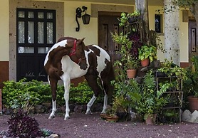 Chalet de Colombo Hotel