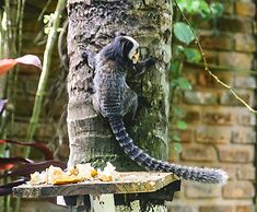 Pousada Jardim das Bromelias