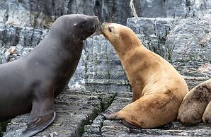 Riviera Fueguina Apartments