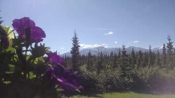 DENALI'S ALASKAN SPRUCE CABINS