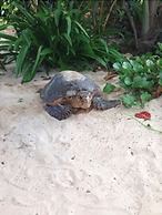 Surfers Self-Catering Chalets